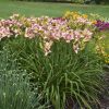 Hemerocallis 'Handwriting on the Wall' - Image 2