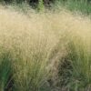Deschampsia cespitosa 'Goldtau'
