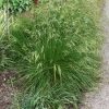 Deschampsia cespitosa 'Goldtau' - Image 2