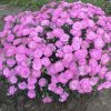 Dianthus 'Sweetie Pie'
