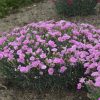 Dianthus 'Sweetie Pie' - Image 2