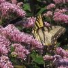 Eupatorium 'Phantom'