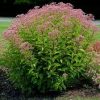 Eupatorium 'Phantom' - Image 2