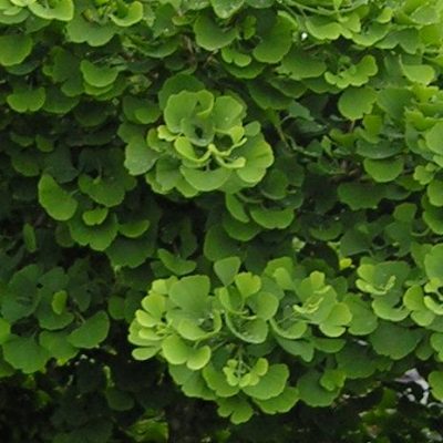 Ginkgo biloba 'Jade Butterfly'