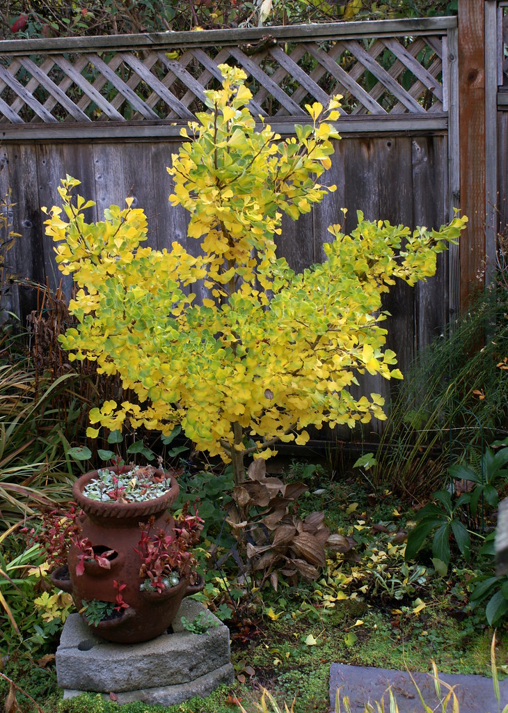 Ginkgo biloba 'Jade Butterfly' | Kiefer Nursery: Trees ...