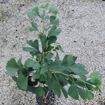 Ginkgo biloba 'Jade Butterfly'