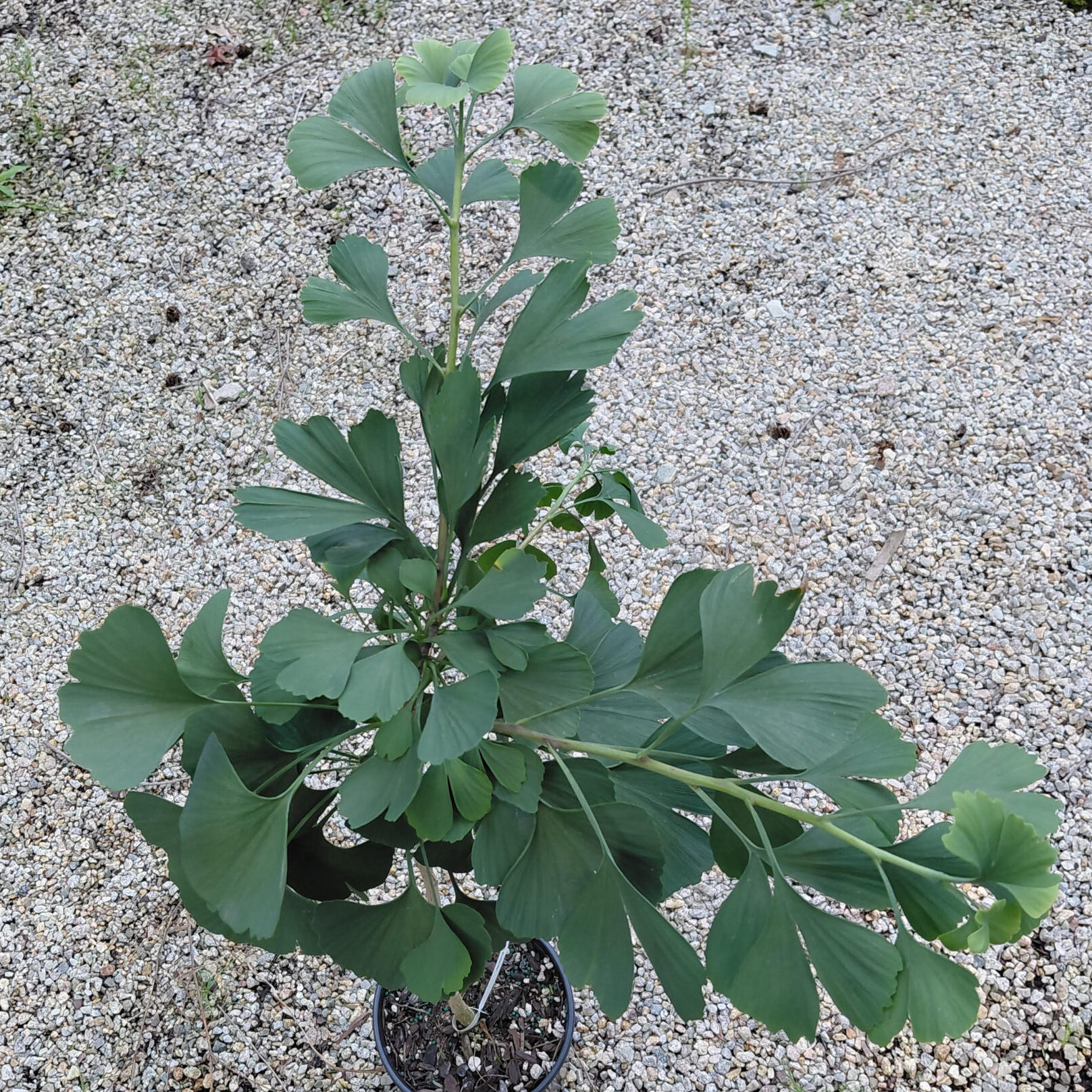 Ginkgo biloba 'Jade Butterfly'