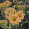 Hemerocallis 'Orange Smoothie'