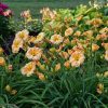 Hemerocallis 'Orange Smoothie' - Image 2