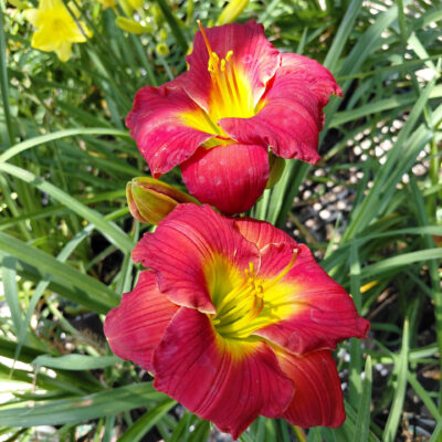 Hemerocallis 'Red Hot Returns'