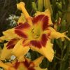 Hemerocallis 'Tiger Swirl'
