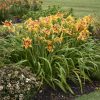 Hemerocallis 'Tiger Swirl' - Image 2