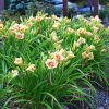 Hemerocallis 'When My Sweetheart Returns' - Image 2