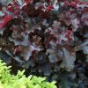 Heuchera  'Black Beauty'