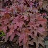 Heucherella Fun and Games® 'Red Rover'