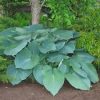 Hosta 'Komodo Dragon'