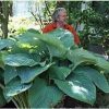 Hosta 'Komodo Dragon' - Image 2