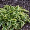 Hosta 'Wrinkle in Time'
