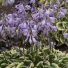 Hosta 'Wrinkle in Time' - Image 2