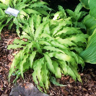 Hosta Curly Fries 5.25 Pot Well Rooted Perennial Shade Strange