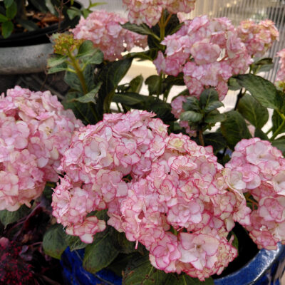 Hydrangea macrophylla 'Miss Saori'