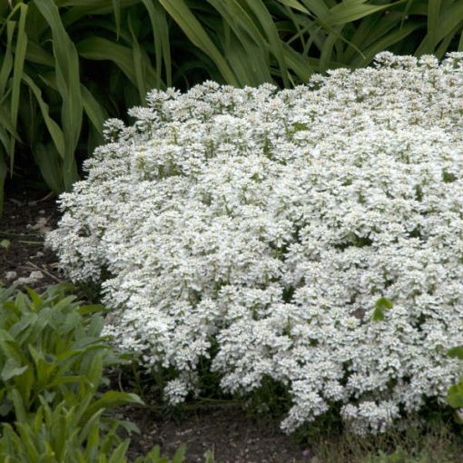 Iberis sempervirens ‘Snowflake’ | Kiefer Nursery: Trees, Shrubs, Perennials