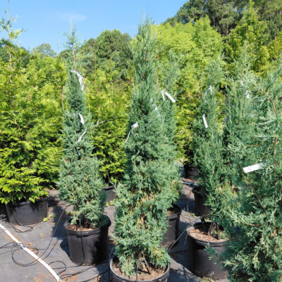 Juniperus virginiana 'Taylor'