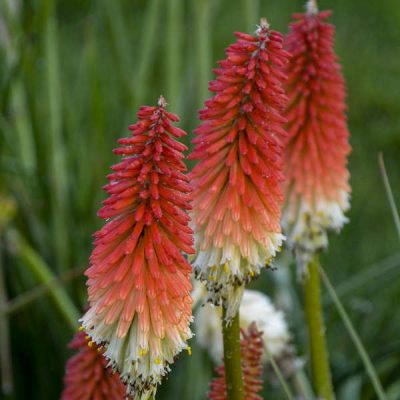 Kniphofia 'High Roller'