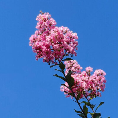 Lagerstroemia x 'Choctaw'