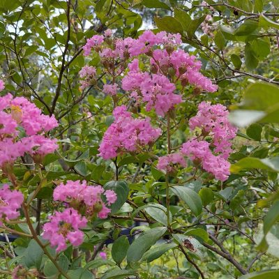Lagerstroemia x 'Choctaw'
