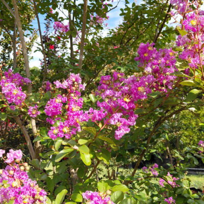 Lagerstroemia indica 'Powhatan'