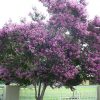 Lagerstroemia x 'Powhatan' - Image 2