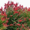 Lagerstroemia 'PIILAG-VII' (Ruffled Red Magic™) - Image 2