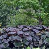 Ligularia 'Britt-Marie Crawford' - Image 2