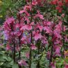 Lobelia speciosa 'Starship Deep Rose'