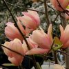 Magnolia x 'Coral Lake'
