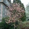 Magnolia x 'Coral Lake' - Image 2