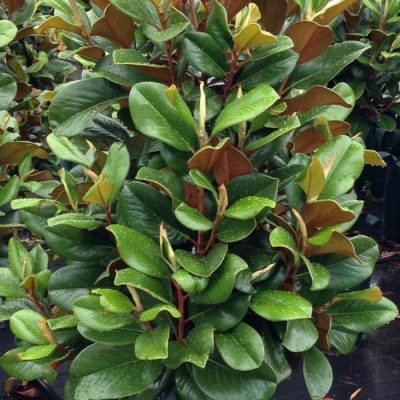 Magnolia grandiflora 'Southern Charm' (Teddy Bear®)