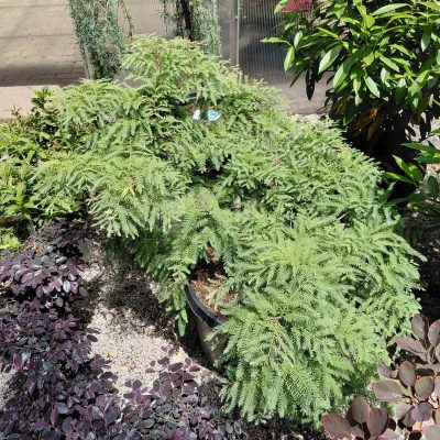 Metasequoia glyptostroboides 'Miss Grace'