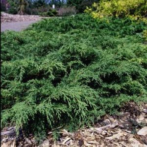 Microbiota decussata | Kiefer Nursery: Trees, Shrubs, Perennials