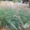 Miscanthus sinensis 'Little Kitten'