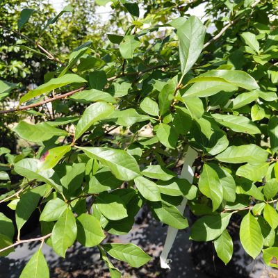 Nyssa sylvatica