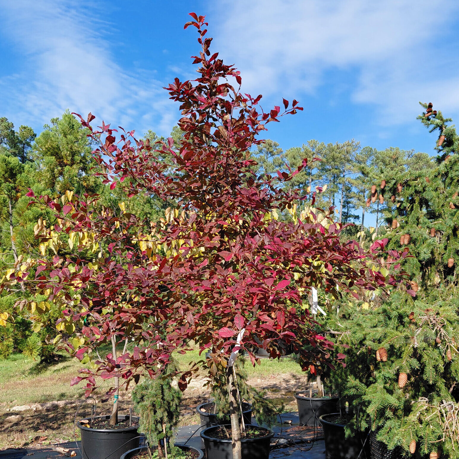 Nyssa sylvatica (Tupelo/Black Gum)