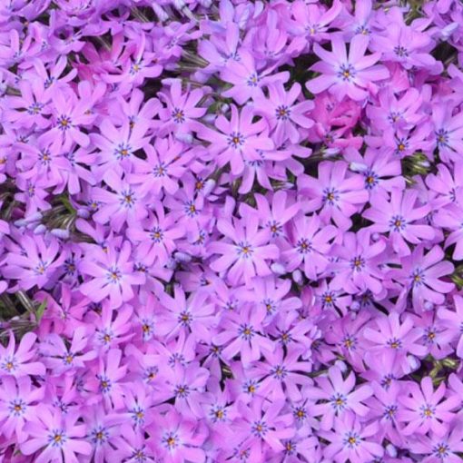 Phlox x ‘Bedazzled Orchid’ | Kiefer Nursery: Trees, Shrubs, Perennials