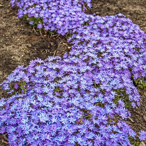 Phlox x ‘Bedazzled Orchid’ | Kiefer Nursery: Trees, Shrubs, Perennials