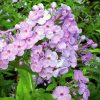 Phlox paniculata 'David's Lavender'