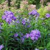 Phlox paniculata 'David's Lavender' - Image 2