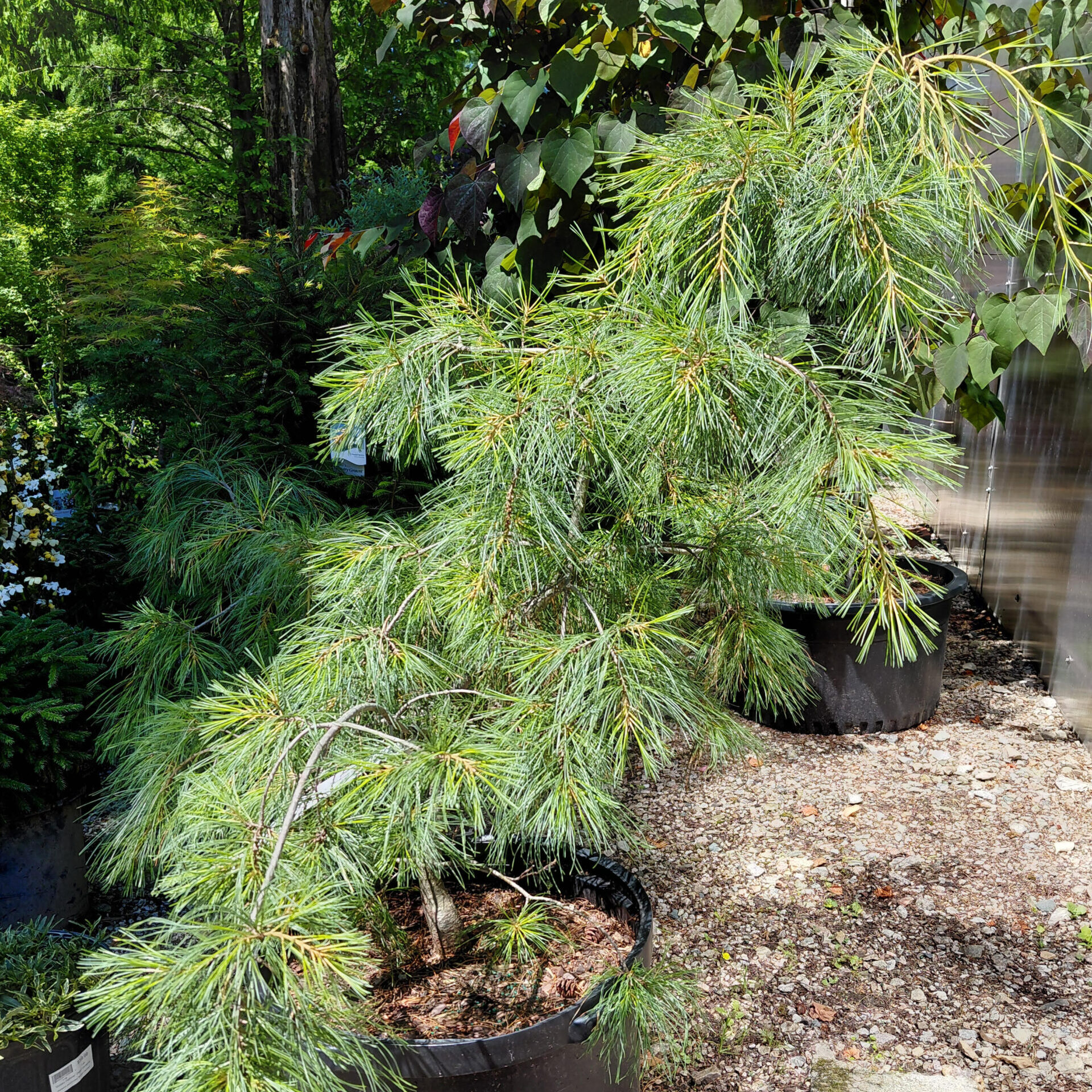 Pinus strobus 'Angel Falls'