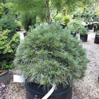 Pinus strobus 'Blue Shag'