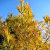 Pinus strobus 'Hillside Winter Gold'